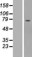 FBLN1 / Fibulin 1 Protein (Over-Expression Lysate Myc-DDK (Flag))