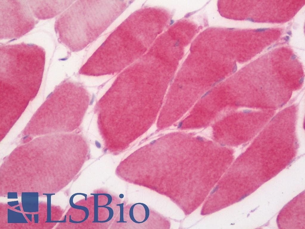 IHC-plus™ SMCO1 Antibody (clone 1H6)