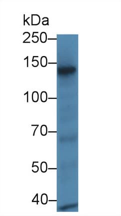 RBP3 / IRBP Antibody (aa1027-1229, APC)