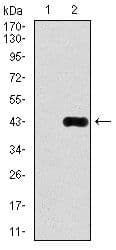 DLL4 Antibody (clone 4A11)