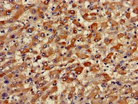 TRIM59 Antibody