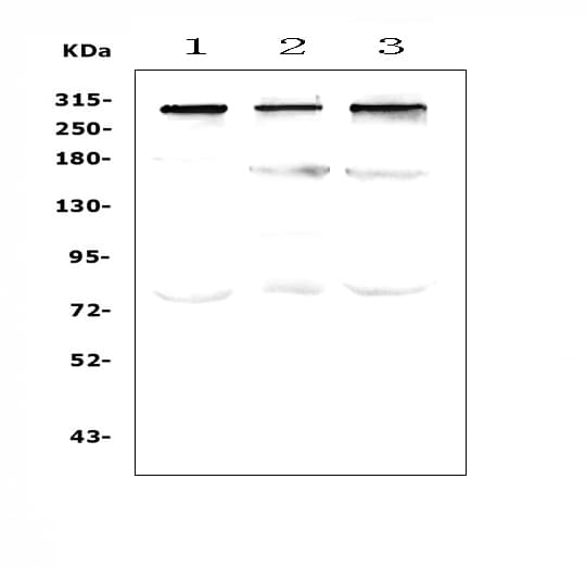 TPR Antibody