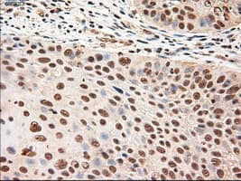 NTF4 / Neurotrophin 4 Antibody (clone OTI2E8)