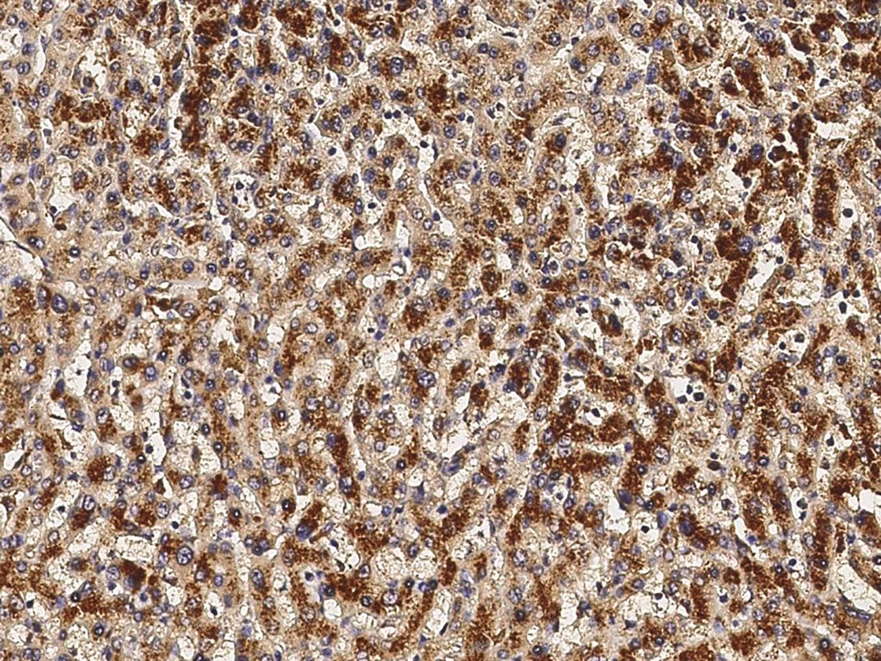 Monoclonal Mouse anti-Human VEGFA / VEGF Antibody (clone 02, Preservative Free, IHC)