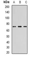 Polyclonal Rabbit anti-Human KIAA0153 / TTLL12 Antibody (IHC, WB)