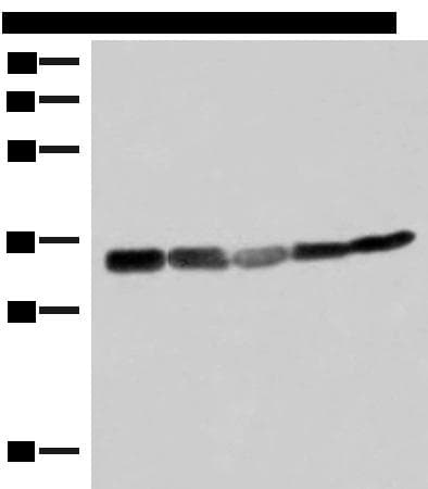 ECH1 Antibody