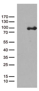 Monoclonal Mouse anti-Human PCDHB8 Antibody (clone OTI3E1, Carrier-free, aa29-418, WB)