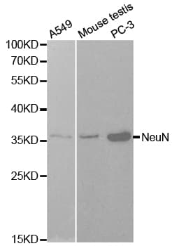RBFOX3 / NEUN Antibody