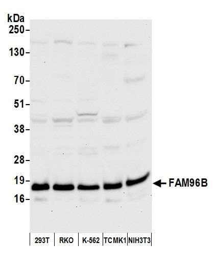 FAM96B Antibody (aa50-100)
