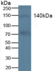 c-Kit / CD117 Antibody (aa321-520)