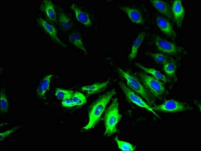 LPPR2 Antibody