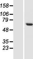 CCDC77 Protein (Over-Expression Lysate Myc-DDK (Flag))