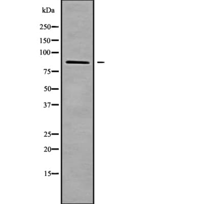 Polyclonal Rabbit anti-Human C14orf131 / ZNF839 Antibody (IHC, WB)
