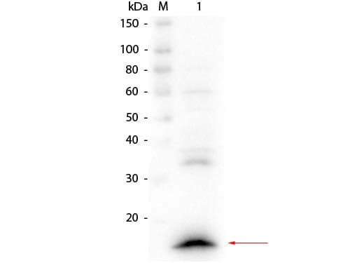 Camelid VhH Ig Antibody
