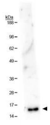HIST3H3 Antibody (Me-Lys36)