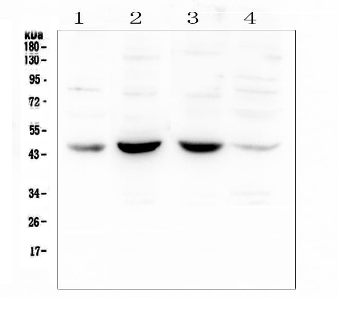 POU4F1 / BRN3A Antibody
