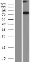 GPSM1 / AGS3 Protein (Over-Expression Lysate Myc-DDK (Flag))