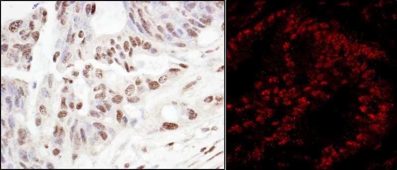 SART3 Antibody (aa600-650)