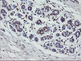 Monoclonal Mouse anti-Human MAFB Antibody (clone OTI2A6, IHC, WB)