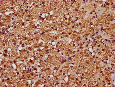 SMAD3 Antibody (aa1-230)