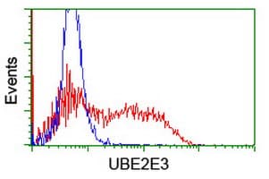 UBE2E3 Antibody (clone OTI1D12)
