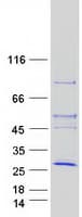 Human ANAPC10 / APC10 Protein (Recombinant Myc-DDK (Flag))