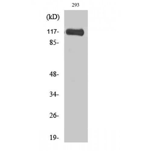 MPRIP / RIP3 Antibody (Internal)