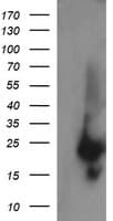 RAB37 Antibody (clone OTI3B2)