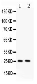 Polyclonal Rabbit anti-Mouse TNF Alpha Antibody (aa80-227, WB)