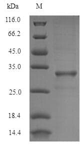 Blomia tropicalis BLOT5 Protein (Recombinant 6His-SUMO, N-terminus)