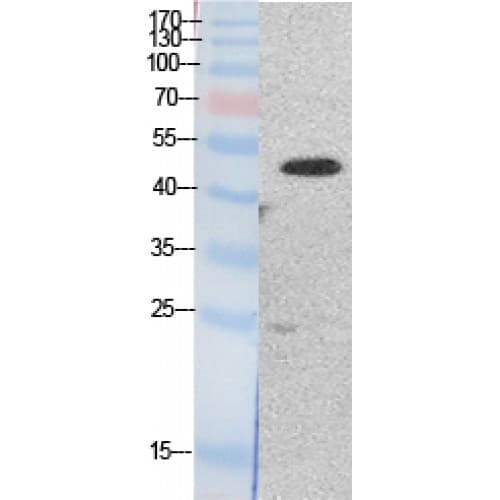 Polyclonal Rabbit anti-Human EEF1A1 + EEF1A2 Antibody (N-Terminal, WB)