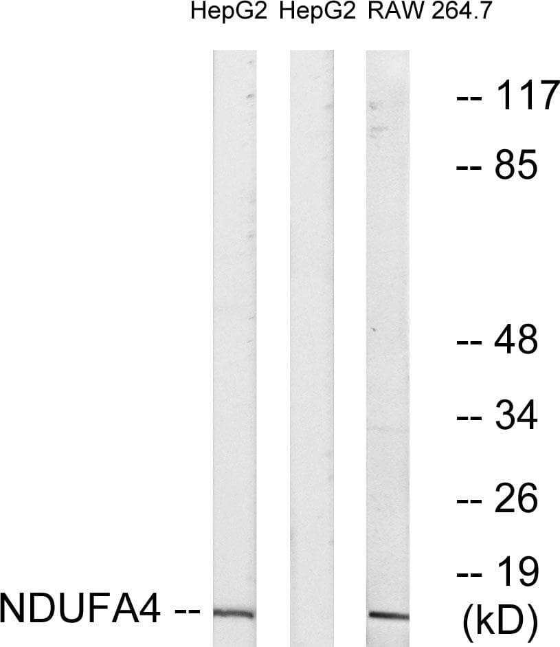 Polyclonal Rabbit anti-Human NDUFA4 Antibody (WB)