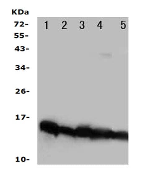 Polyclonal Rabbit anti-Human NDUFA1 Antibody (aa54-70, IHC, WB)