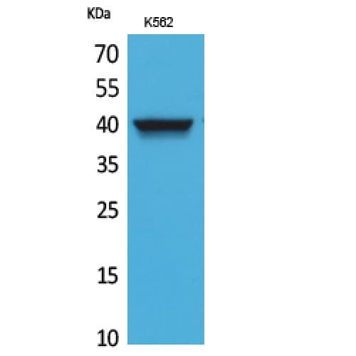 CXCR3 Antibody (161-210 aa, Internal)