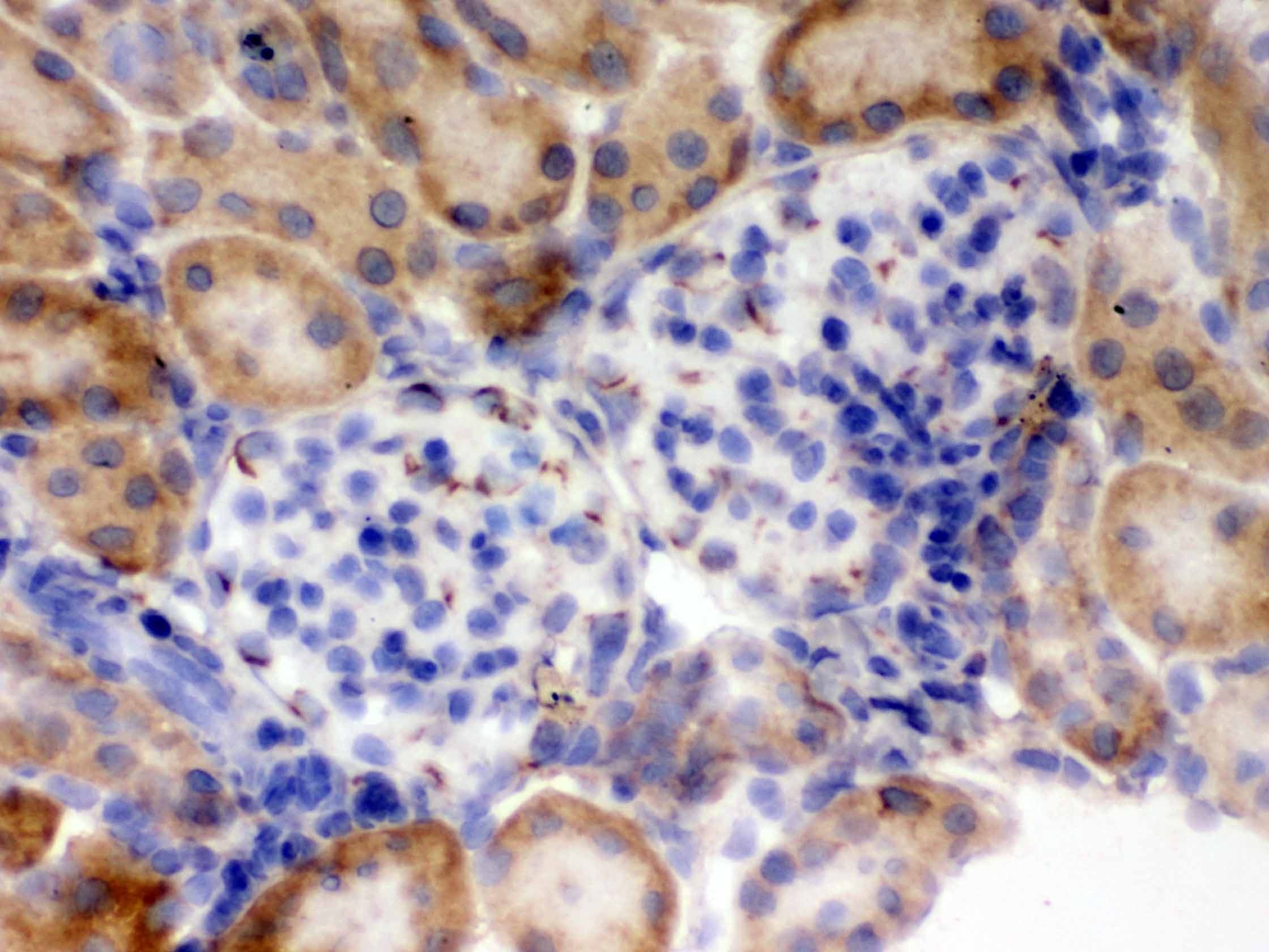 FLOT2 / Flotillin 2 Antibody (aa169-344)