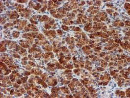 MLF1 Antibody (clone OTI5D9)