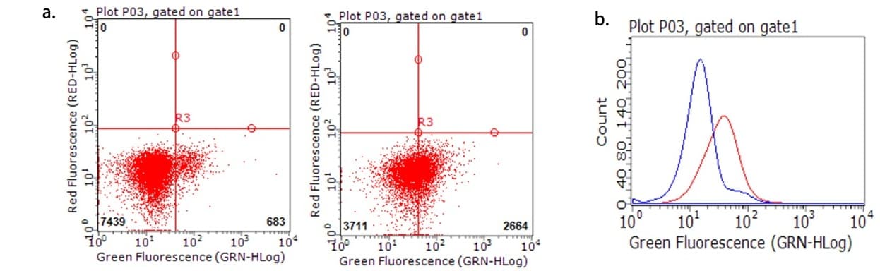 CTLA4 / CD152 Antibody (clone OTI8F1, Carrier-free)