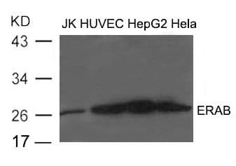 HSD17B10 / HADH2 Antibody