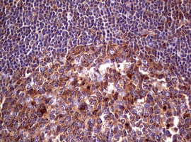 WNT3 Antibody (clone OTI1G7)