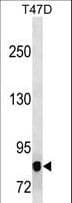 MAP3K12 Antibody (aa828-859)