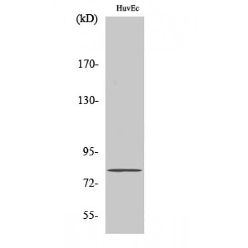 SLC5A3 Antibody (190-270 aa, Internal)