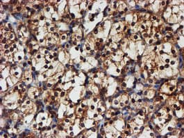 PSMA6 Antibody (clone OTI4C9, Carrier-free)