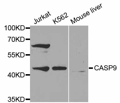 CASP9 / Caspase 9 Antibody