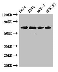 XRCC6 / Ku70 Antibody