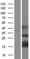 APITD1 Protein (Over-Expression Lysate Myc-DDK (Flag))