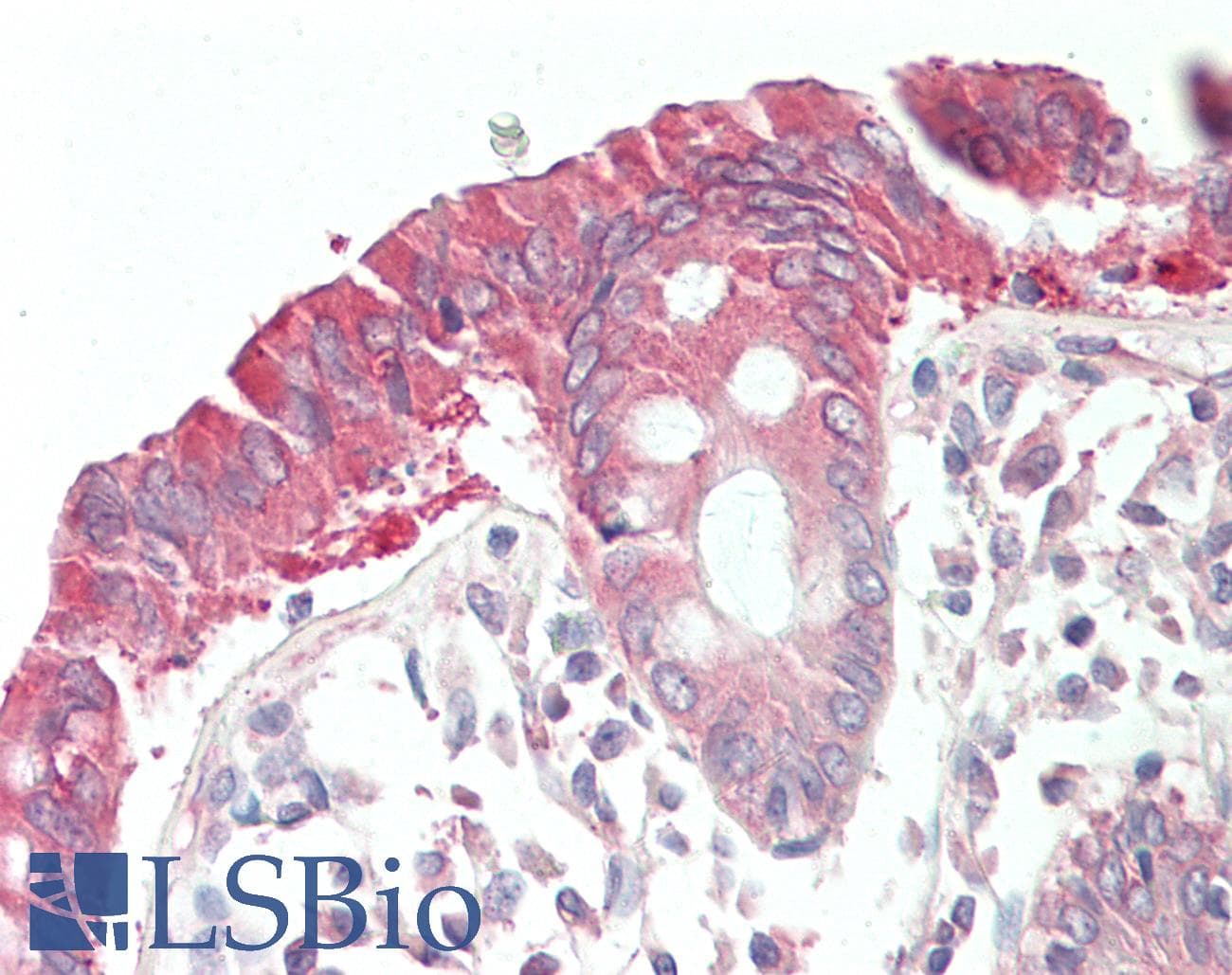 IHC-plus™ RAD51AP1 Antibody (aa340-352)