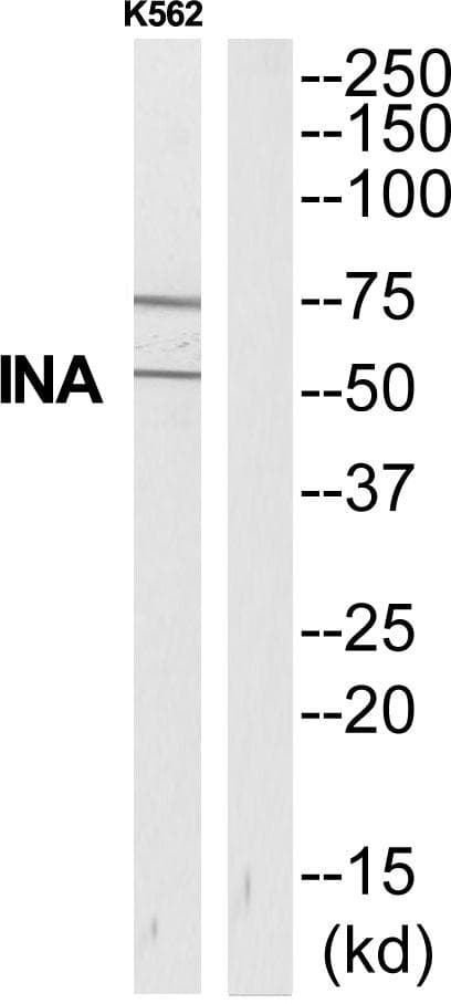 INA / Alpha Internexin Antibody