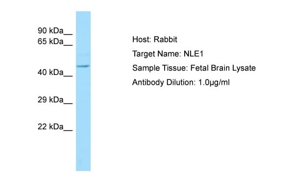 NLE1 Antibody (C-Terminus)
