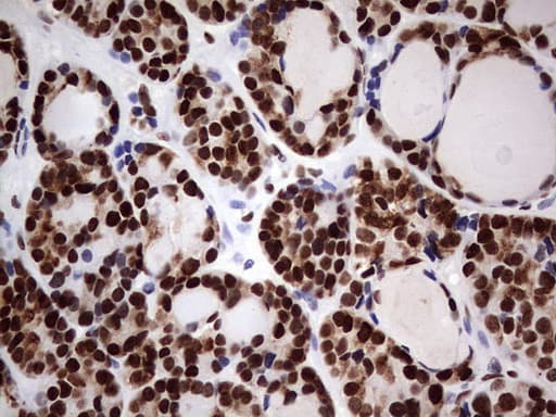 N4BP2L2 Antibody (clone OTI1C8, Carrier-free)