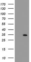 SOCS3 Antibody (clone OTI5C2)